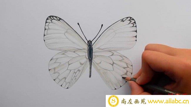 【视频】很简单的蝴蝶彩铅手绘视频教程 蝴蝶的画法 简单的蝴蝶怎么画_