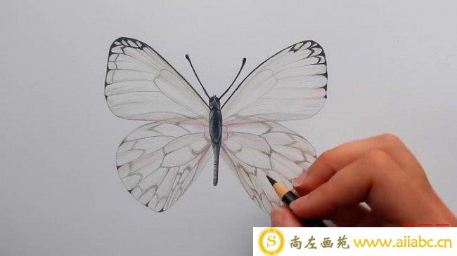 【视频】很简单的蝴蝶彩铅手绘视频教程 蝴蝶的画法 简单的蝴蝶怎么画_