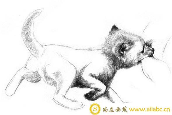 素描教程：狐狸的素描画具体画法