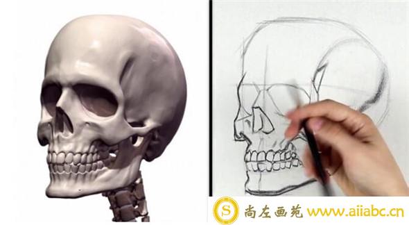 素描教程：人物头部骨骼结构的素描画法步骤
