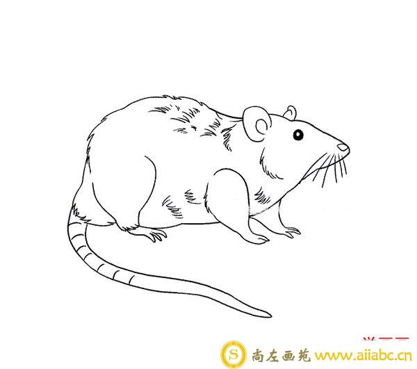 可恶的老鼠简笔画1