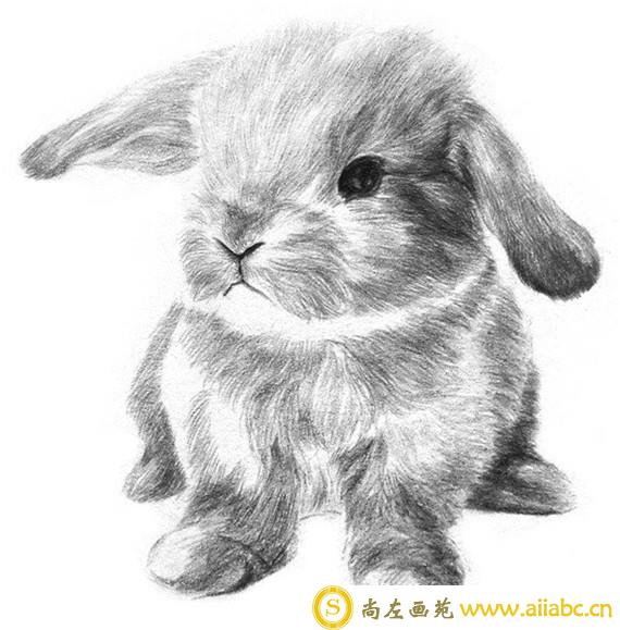 素描动物：素描铅笔画兔子详细步骤