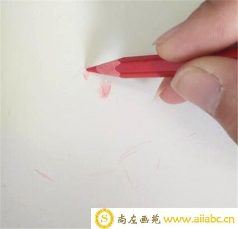 彩铅画花卉：手绘康乃馨彩铅画教程
