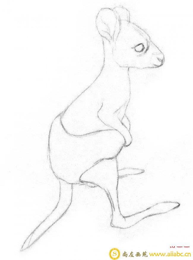 可爱的袋鼠宝宝素描画图片 袋鼠素描手绘教程 袋鼠的画法_