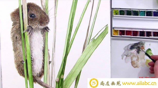 【视频】可爱的小老鼠水彩画手绘视频教程 较为写实的画法_