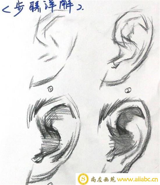 素描入门：素描耳朵画法的精讲教程