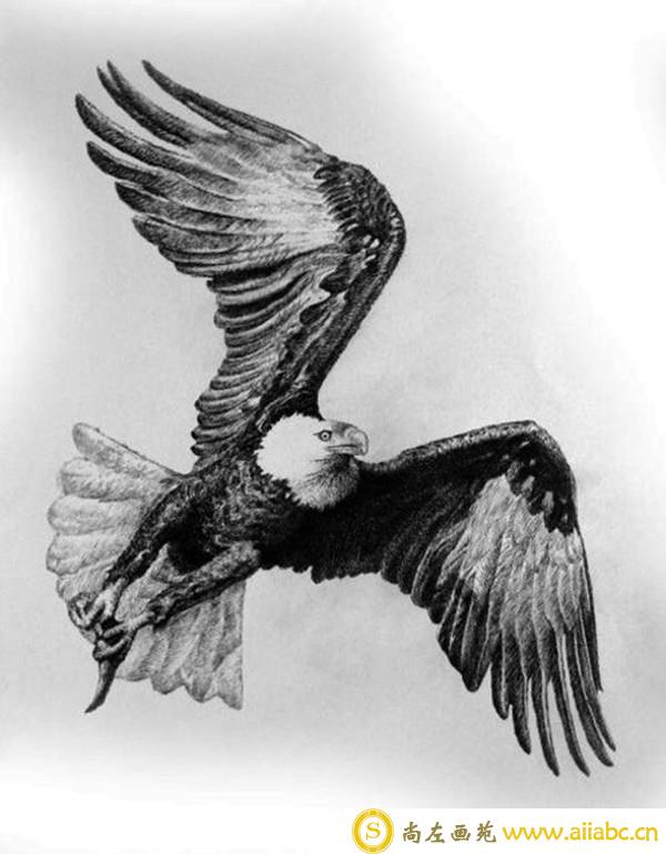 写实动物钢笔画：怎样表现“禽类”
