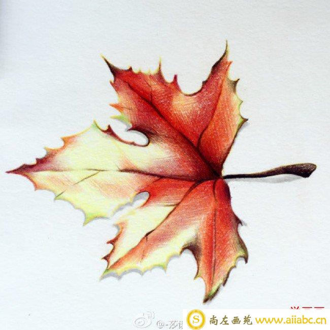 秋天红枫叶的彩铅画教程 枫叶手绘步骤图片 枫叶怎么画 枫叶的画法_