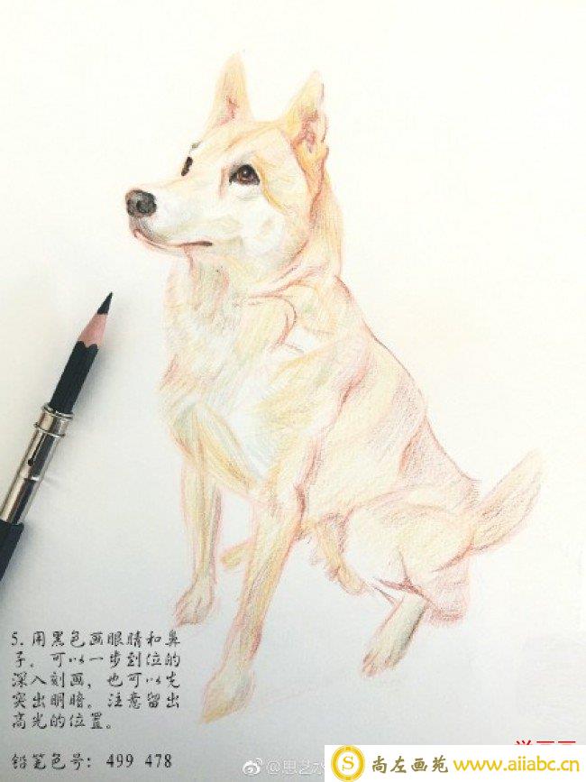 中华田园犬彩铅画图片手绘教程 坐着的狗狗彩铅画画法 狗狗怎么画_