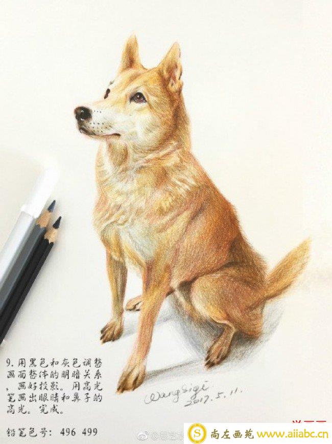 中华田园犬彩铅画图片手绘教程 坐着的狗狗彩铅画画法 狗狗怎么画_