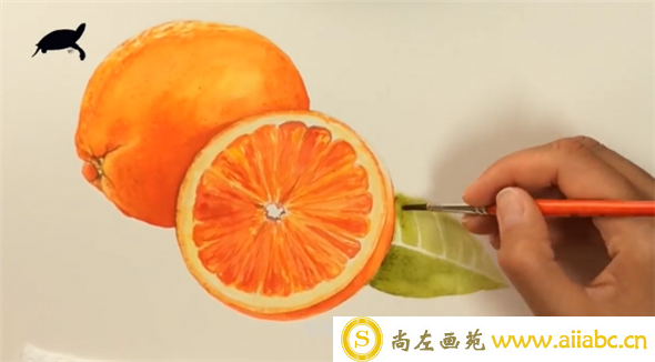 西柚怎么画?教你画水果西柚的水彩画
