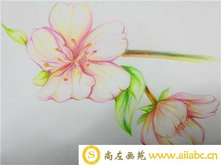 樱花彩铅手绘教程