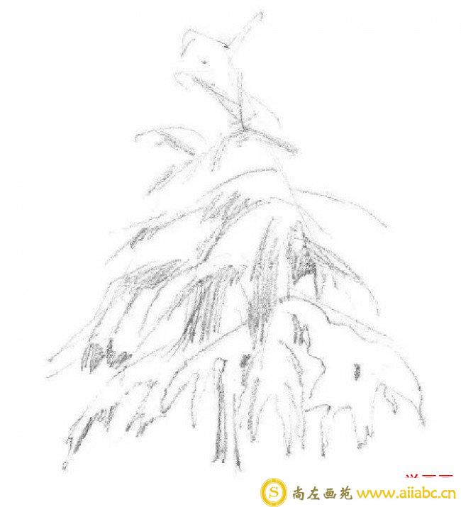 雪松素描手绘画教程图片 雪松树素描怎么画 松树的素描画法_