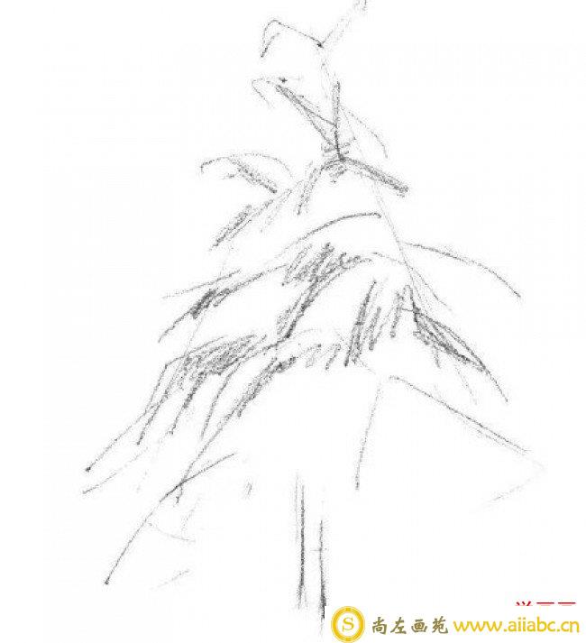 雪松素描手绘画教程图片 雪松树素描怎么画 松树的素描画法_