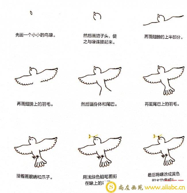 和平鸽简笔画教程图片 鸽子的画法 白鸽怎么画 和平鸽儿童画步骤_