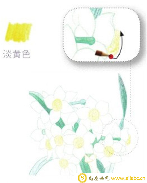 彩铅画水仙花的画法