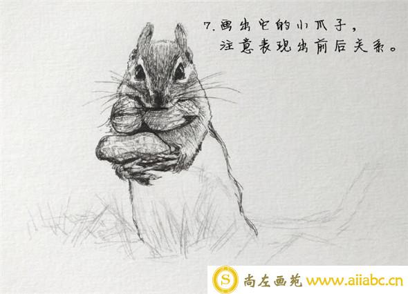 钢笔画动物教程：小松鼠钢笔画具体画法教学