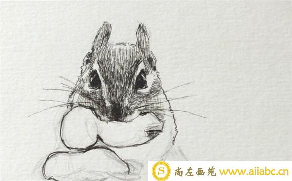 钢笔画动物教程：小松鼠钢笔画具体画法教学