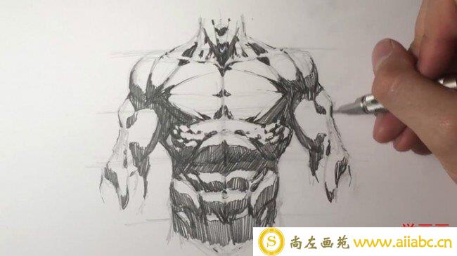 【男性胸肌腹肌手臂肌肉】简单的男性人物上身肌肉素描展示绘画教程_