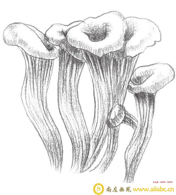 素描蘑菇