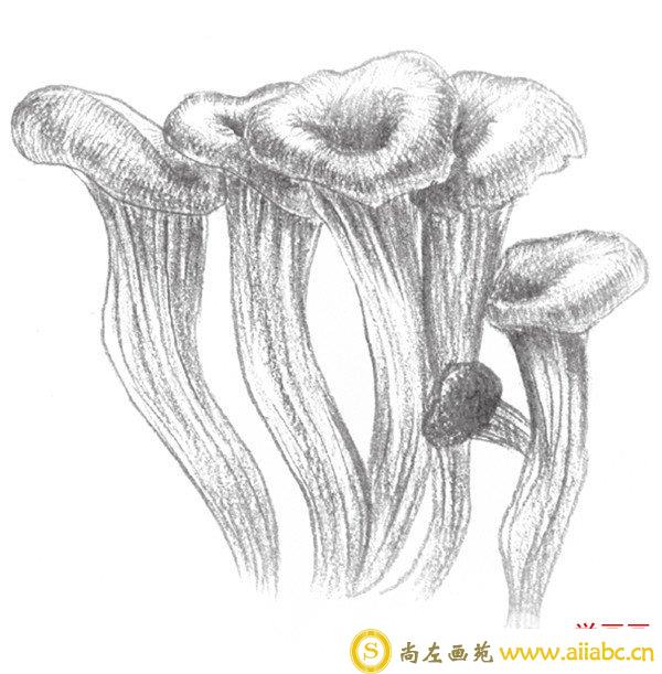 素描蘑菇根部
