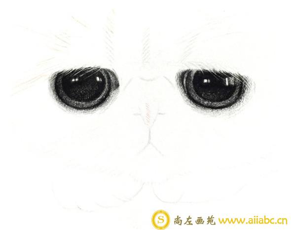 彩铅画：彩铅画动物大脸猫彩铅画教程