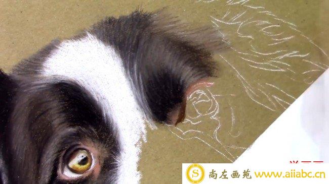 【视频】可爱的狗狗彩铅画视频教程 教你画狗狗的彩铅手绘图片教程_