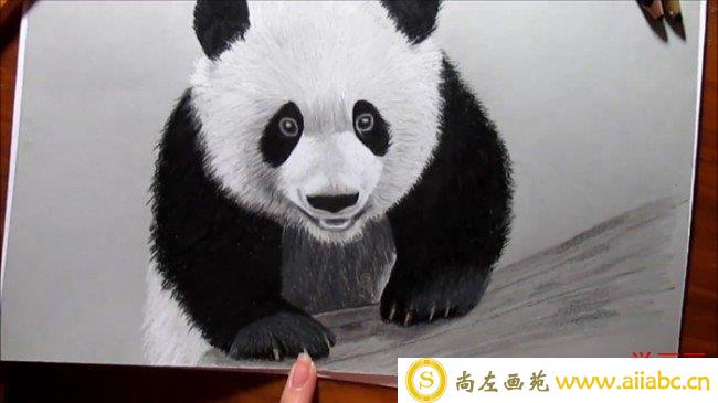 【视频】可爱的大熊猫彩铅手绘视频过程 简单的大熊猫画法_