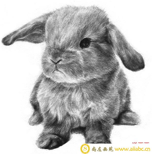 素描兔子效果图