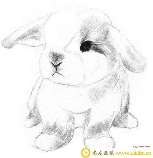 素描兔子鼻线和唇线