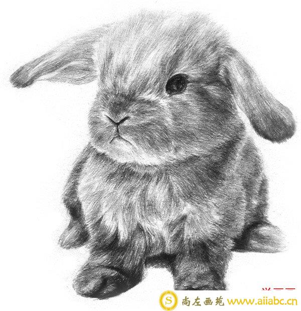 素描兔子脸部