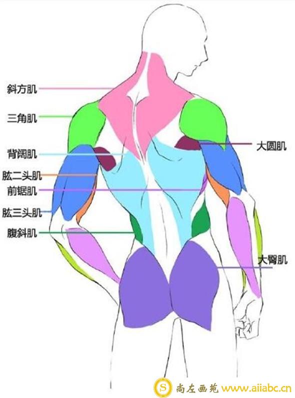 漫画教程：人体肌肉结构素材讲解具体画法分析