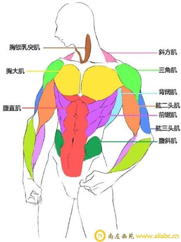 漫画教程：人体肌肉结构素材讲解具体画法分析