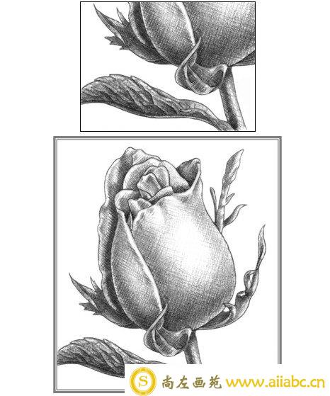 玫瑰花的素描画法图解