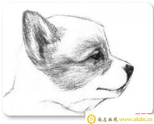 可爱的小狗狗侧身素描手绘画教程图片 小狗狗素描怎么画 狗狗素描画法_