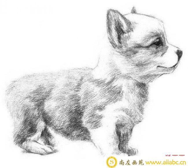 可爱的小狗狗侧身素描手绘画教程图片 小狗狗素描怎么画 狗狗素描画法_
