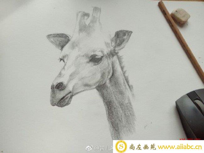 长颈鹿素描画手绘教程图片 长颈鹿素描头像画法 长颈鹿素描怎么画_