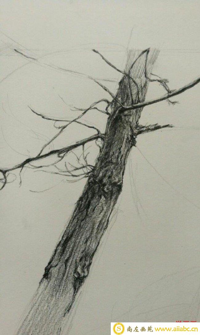 一棵枯树素描画图片 枯树干素描画手绘教程 枯树干怎么画 画法_