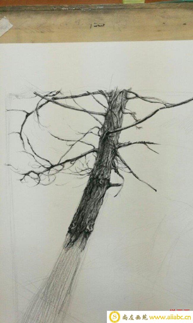 一棵枯树素描画图片 枯树干素描画手绘教程 枯树干怎么画 画法_