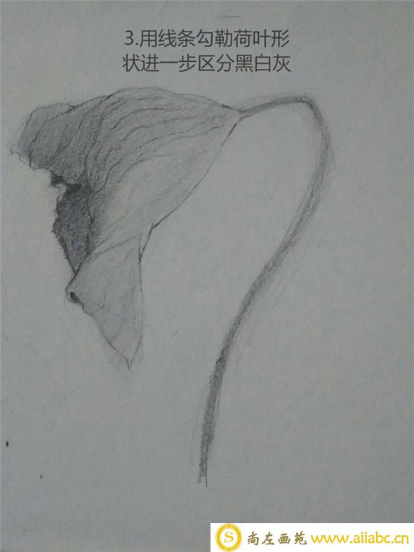 素描植物教程：荷叶的素描画法教学