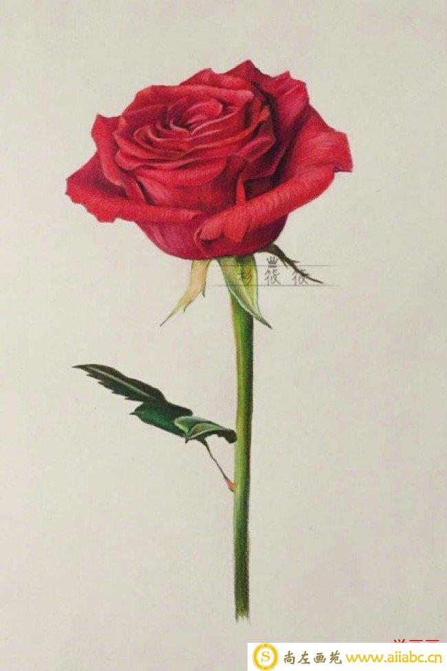 一枝红色玫瑰花彩铅画教程手绘图片 单枝红色玫瑰花怎么画 唯美逼真画法_