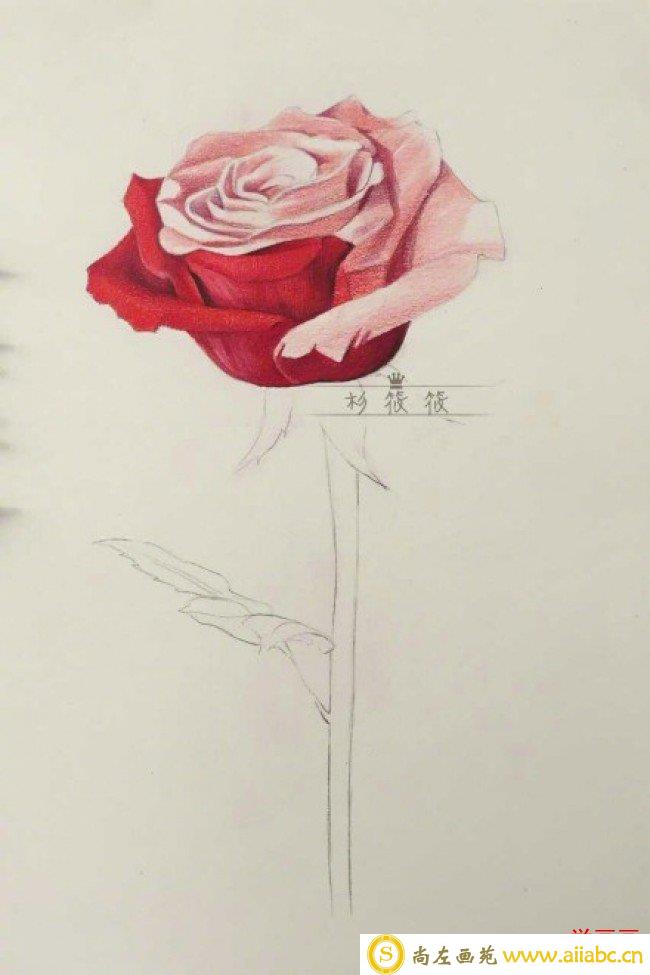 一枝红色玫瑰花彩铅画教程手绘图片 单枝红色玫瑰花怎么画 唯美逼真画法_