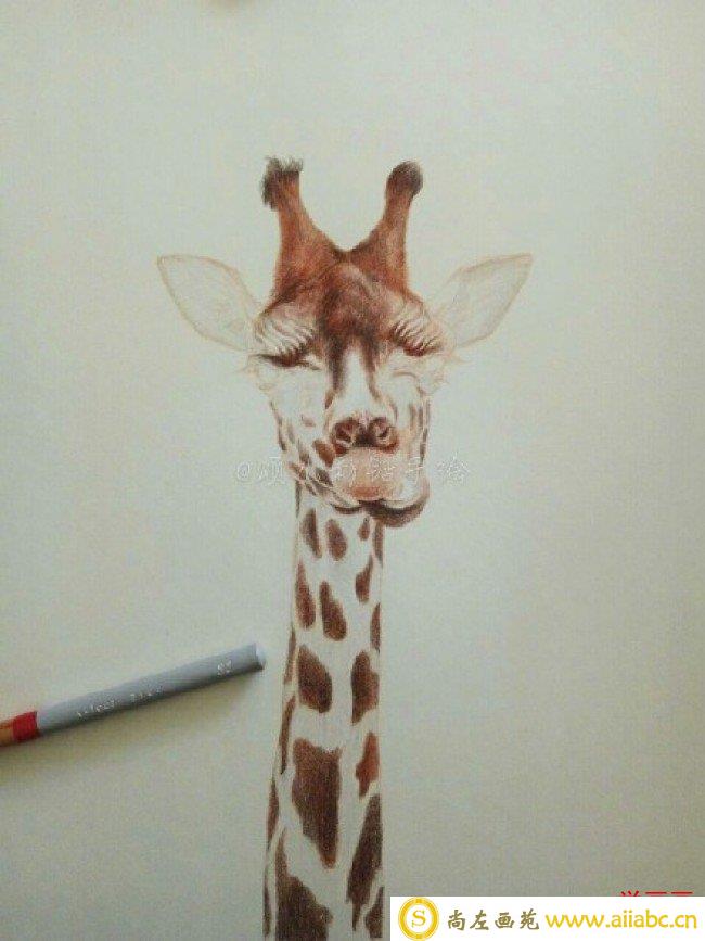 可爱逼真长颈鹿彩铅画手绘教程图片 长颈鹿彩铅怎么画 长颈鹿的画法_