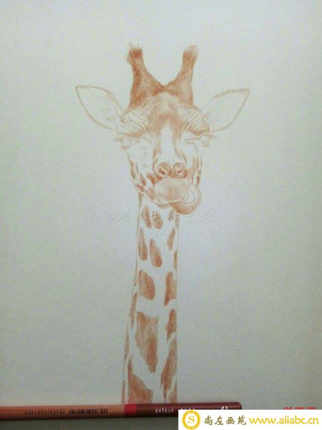可爱逼真长颈鹿彩铅画手绘教程图片 长颈鹿彩铅怎么画 长颈鹿的画法_