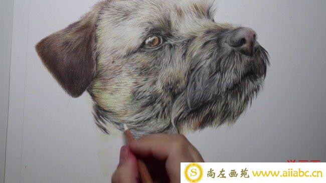 【视频】很逼真的狗狗侧脸彩铅画视频教程 狗狗彩铅怎么画 画法_