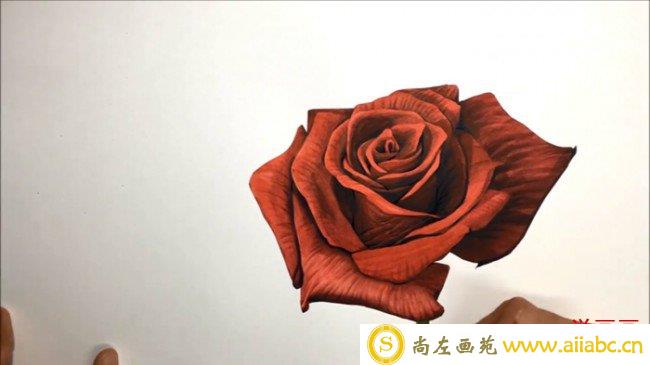 【视频】好看的纯红色玫瑰花水彩画视频教程 比较写实的画法怎么画_