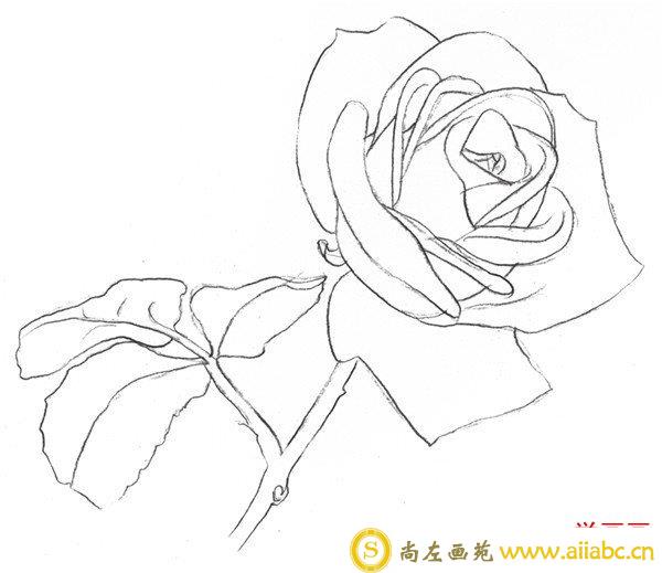 素描白玫瑰外形