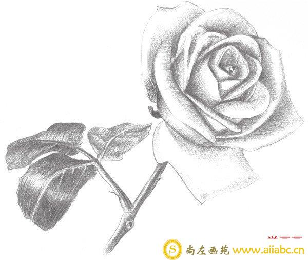 素描白玫瑰