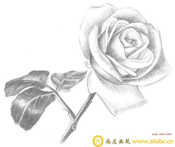 素描白玫瑰细节