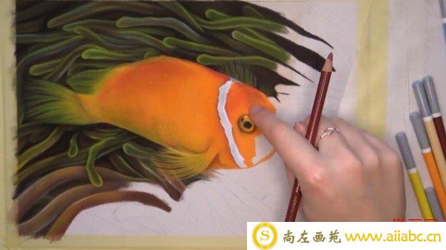 【视频】写实的小丑鱼彩铅手绘视频教程 小丑鱼彩铅画怎么画_